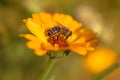 Honey bee on Marigold flower
