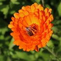 Honey bee on marigold