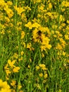 Honey bee on a mastered flower in a field with yellow and green background Royalty Free Stock Photo