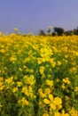 Mastered flower in a field with yellow and green background