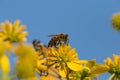 Honey Bee with Monarch Butterfly