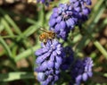 Honey Bee on Muscari Flowers Royalty Free Stock Photo