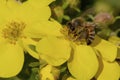 Honey Bee on Cinquefoil 810413 Royalty Free Stock Photo