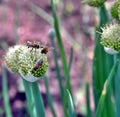 Honey bee nectaring on onion flowers Royalty Free Stock Photo