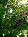 Honey bee nest.