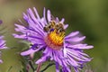 Honey bee on New England Aster Royalty Free Stock Photo