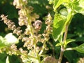 Honey bee on Ocimum suave Kenya 2023. Regular RF image.