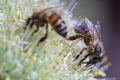 Honey Bee on onion flower closeup macro Royalty Free Stock Photo