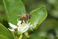 Honey Bee on an Orange Blossom Royalty Free Stock Photo