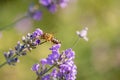 Honey bee is passing from one lavender flower to another