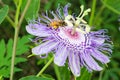 Honey bee on passion flower Royalty Free Stock Photo