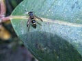 A honey bee perched on a green leaf Royalty Free Stock Photo