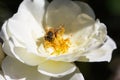 Honey bee perched inside a white rose seeking nectar, Genus Apis Royalty Free Stock Photo