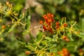 Honey Bee Perched on Orange Flower Close Up Royalty Free Stock Photo