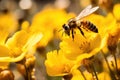 Honey bee perched on yellow flower. Generative ai Royalty Free Stock Photo