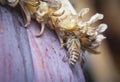Honey bee perching on the banana flower