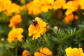 Honey Bee On Petals Of Flower Marigold.