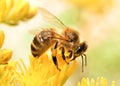 Honey bee Royalty Free Stock Photo