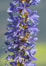 Honey Bee on Pickerelweed