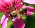 Honey Bee on Pink Flower Royalty Free Stock Photo