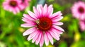 Honey bee on a pink flower collecting nectar. Macro shot of the insect in summer Royalty Free Stock Photo