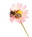 Honey bee on Pink flower isolated on white background Royalty Free Stock Photo