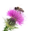 Honey bee on pink flower. Royalty Free Stock Photo