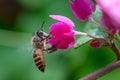 a honey bee and a pink flower from the side of view perspective Royalty Free Stock Photo