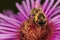 honey bee on a pink flower Royalty Free Stock Photo