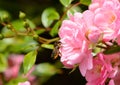 Honey bee on pink mini roses