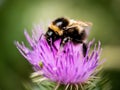 Honey bee on pink thistle