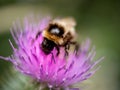 Honey bee on pink thistle