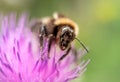 Honey bee on pink thistle