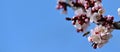 Honey bee polinate apricot blossom in early spring over vibrant blue sky background Royalty Free Stock Photo