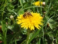 A honey bee in pollen collects nectar on a yellow spring dandelion flower. Pollination of plants is an example. The simple beauty Royalty Free Stock Photo