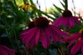 Honey bee on dark pink echinacea flower