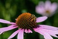 Honey bee with pollen pellets feeding on Echinacea flower. Royalty Free Stock Photo