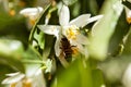 Honey bee in pollen at white flower