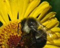 Honey bee pollin