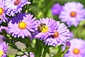 Honey bee pollinate beautiful purple flowers vibrant and amazing micro photo Royalty Free Stock Photo