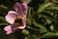 Honey bee pollinate flower Royalty Free Stock Photo