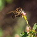 Honey bee pollinate pink flower in the spring meadow. Seasonal natural scene. Royalty Free Stock Photo