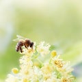 Honey bee pollinate yellow flower, beauty filter Royalty Free Stock Photo