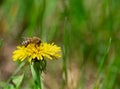 Honey bee pollinate yellow flower in the spring meadow. Royalty Free Stock Photo