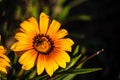 Honey bee pollinate yellow flower in the spring meadow. Seasonal natural scene Royalty Free Stock Photo