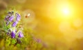 Honey bee pollinate yellow flower in the spring meadow at sunset. Seasonal natural scene Royalty Free Stock Photo