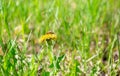 Honey bee pollinate yellow flower in the spring meadow. Royalty Free Stock Photo