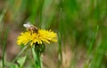 Honey bee pollinate yellow flower in the spring meadow. Royalty Free Stock Photo