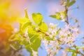 Honey bee pollinates blooming flowers of cherry. Royalty Free Stock Photo