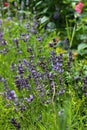 Honey bee pollinates in the bush of lavender in summer garden